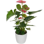 Anthurium rose + Cache pot Blanc